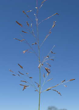 Image of Indian lovegrass