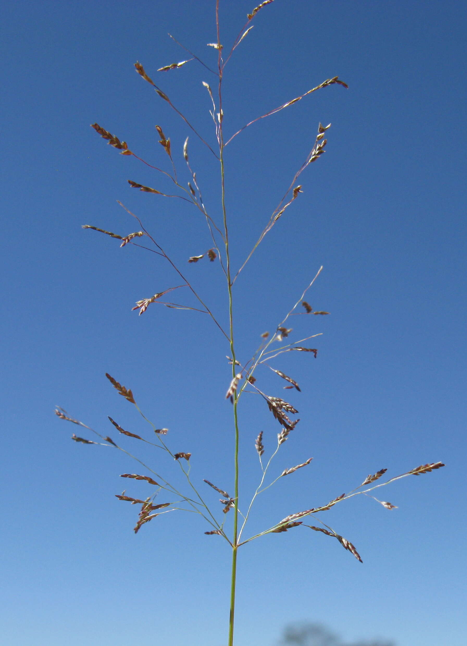 Image of Indian lovegrass