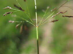 Image of Indian lovegrass