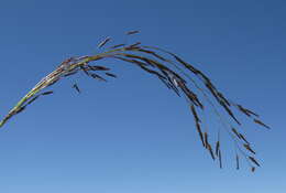 Image of Indian lovegrass