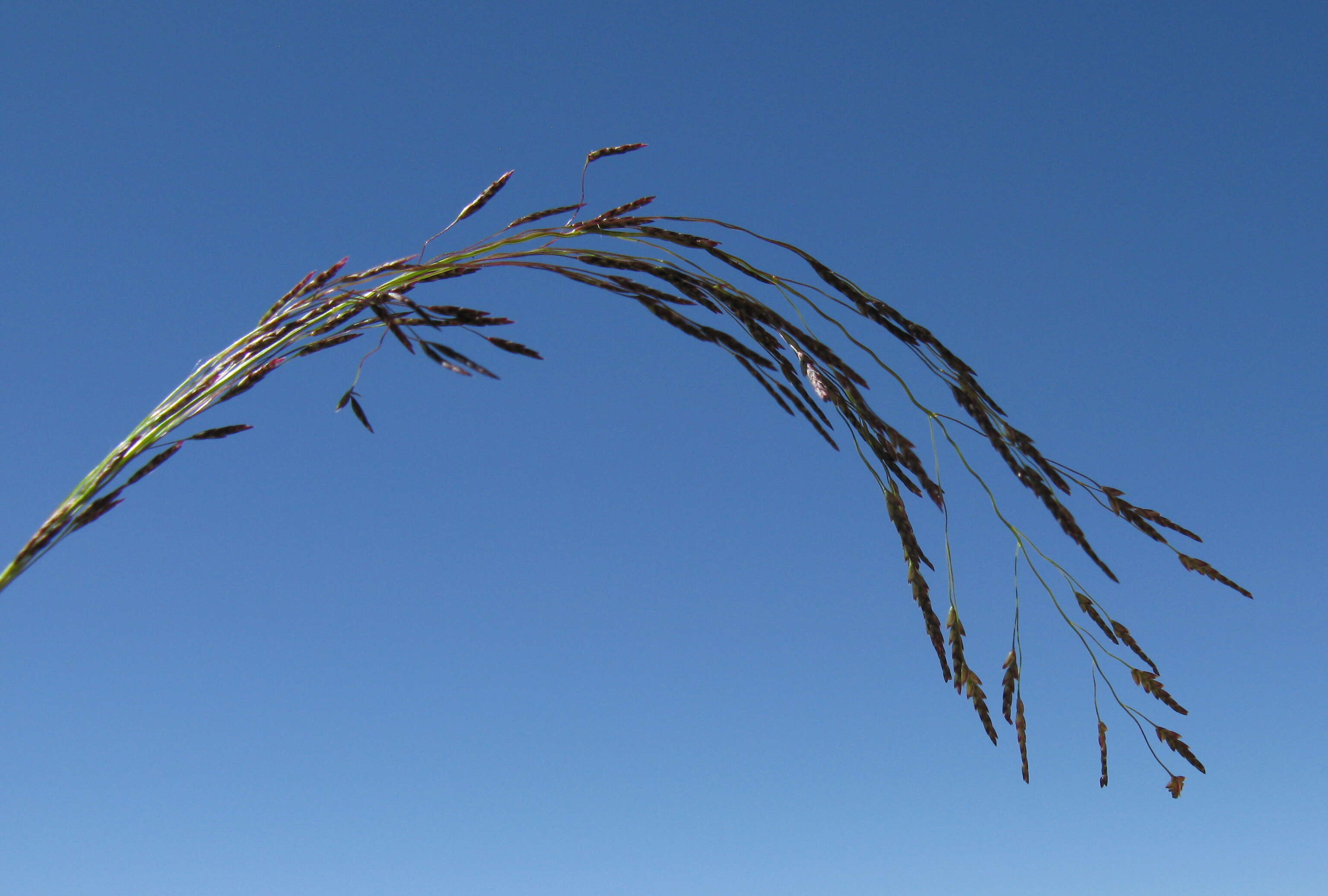 Image of Indian lovegrass