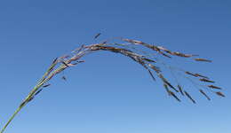 Image of Indian lovegrass