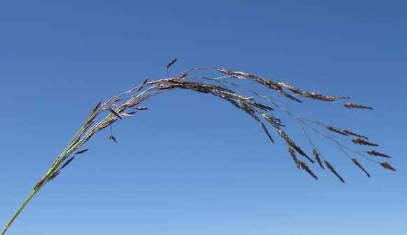 Image of Indian lovegrass