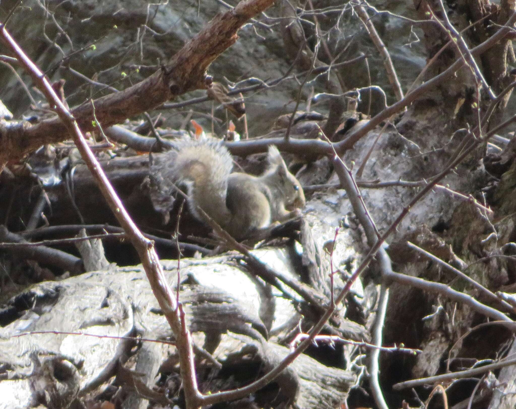 Image of Japanese Squirrel