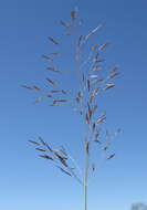 Image of Indian lovegrass