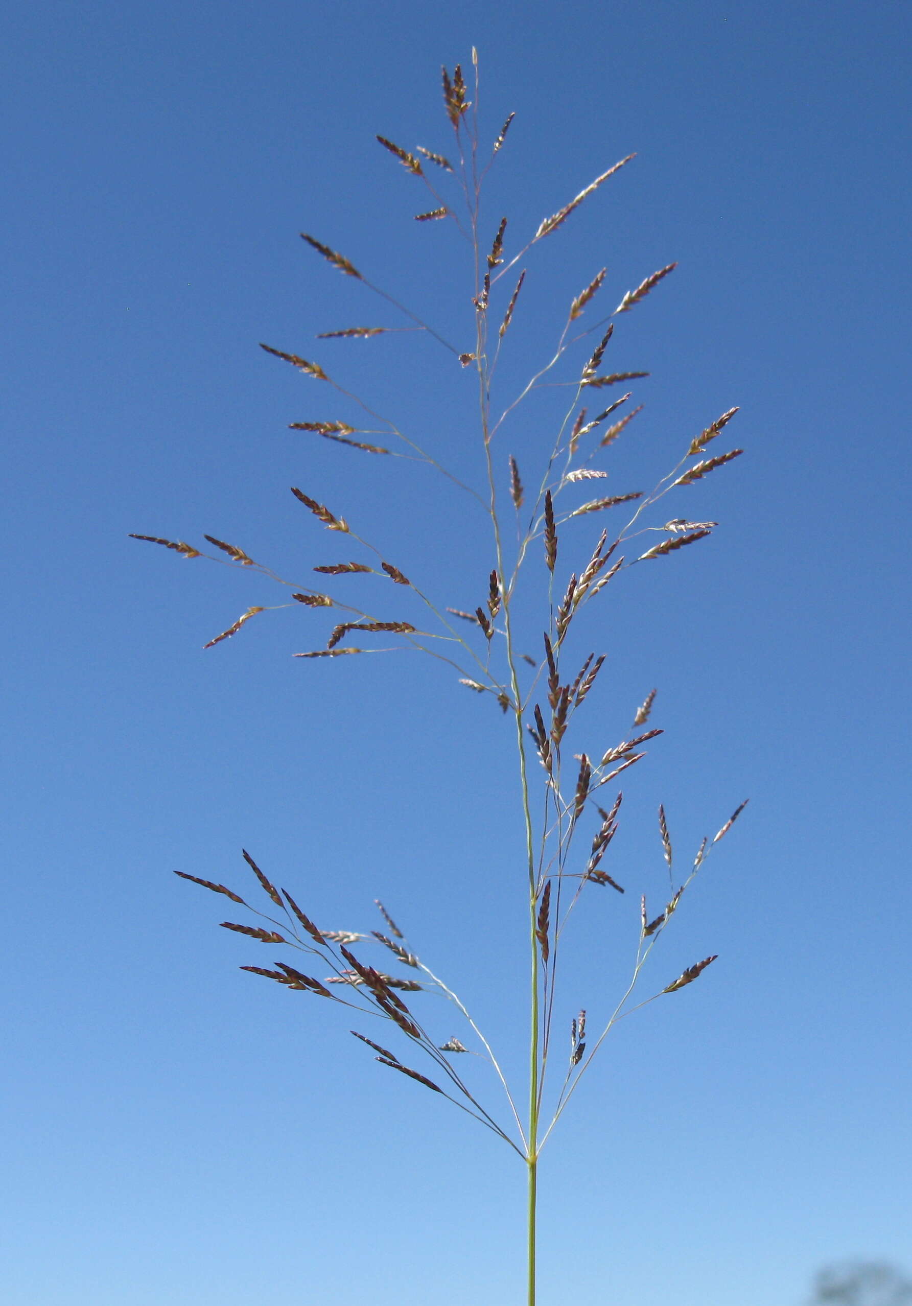 Image of Indian lovegrass