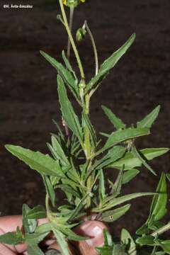 Image of Tridax balbisioides (Kunth) A. Gray