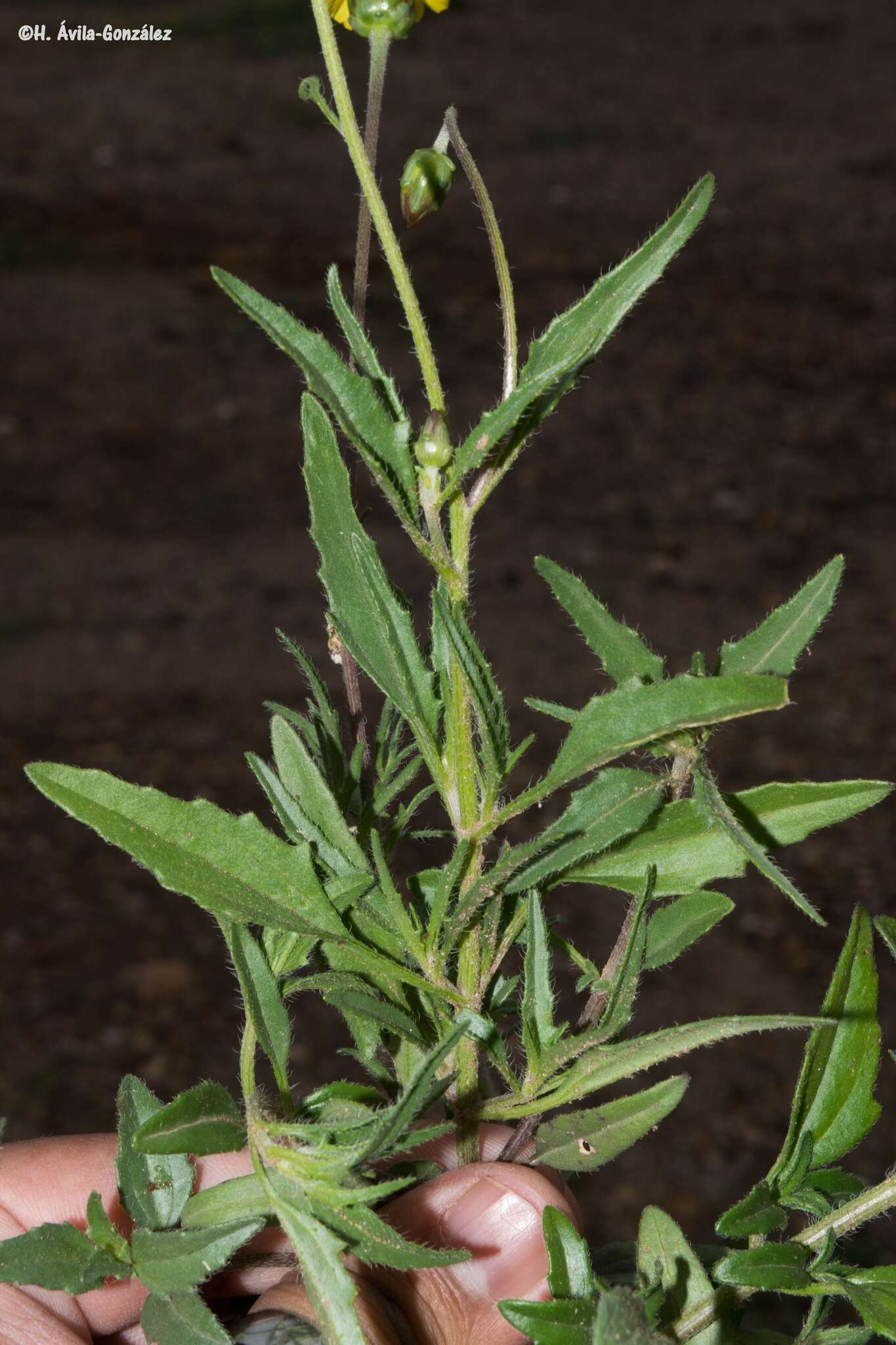 Image de Tridax balbisioides (Kunth) A. Gray