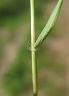 Image of Indian lovegrass