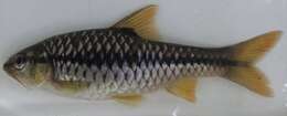 Image of Zigzag barb (FB)