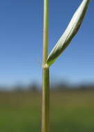 Image of Indian lovegrass