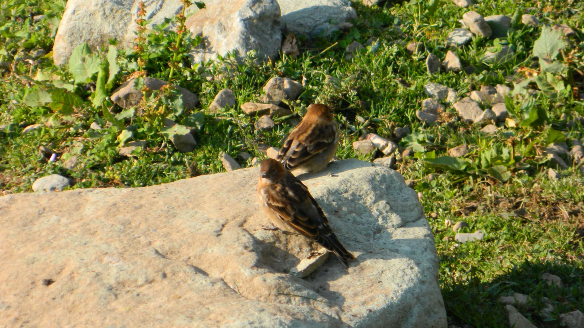 Image of Plain Mountain Finch