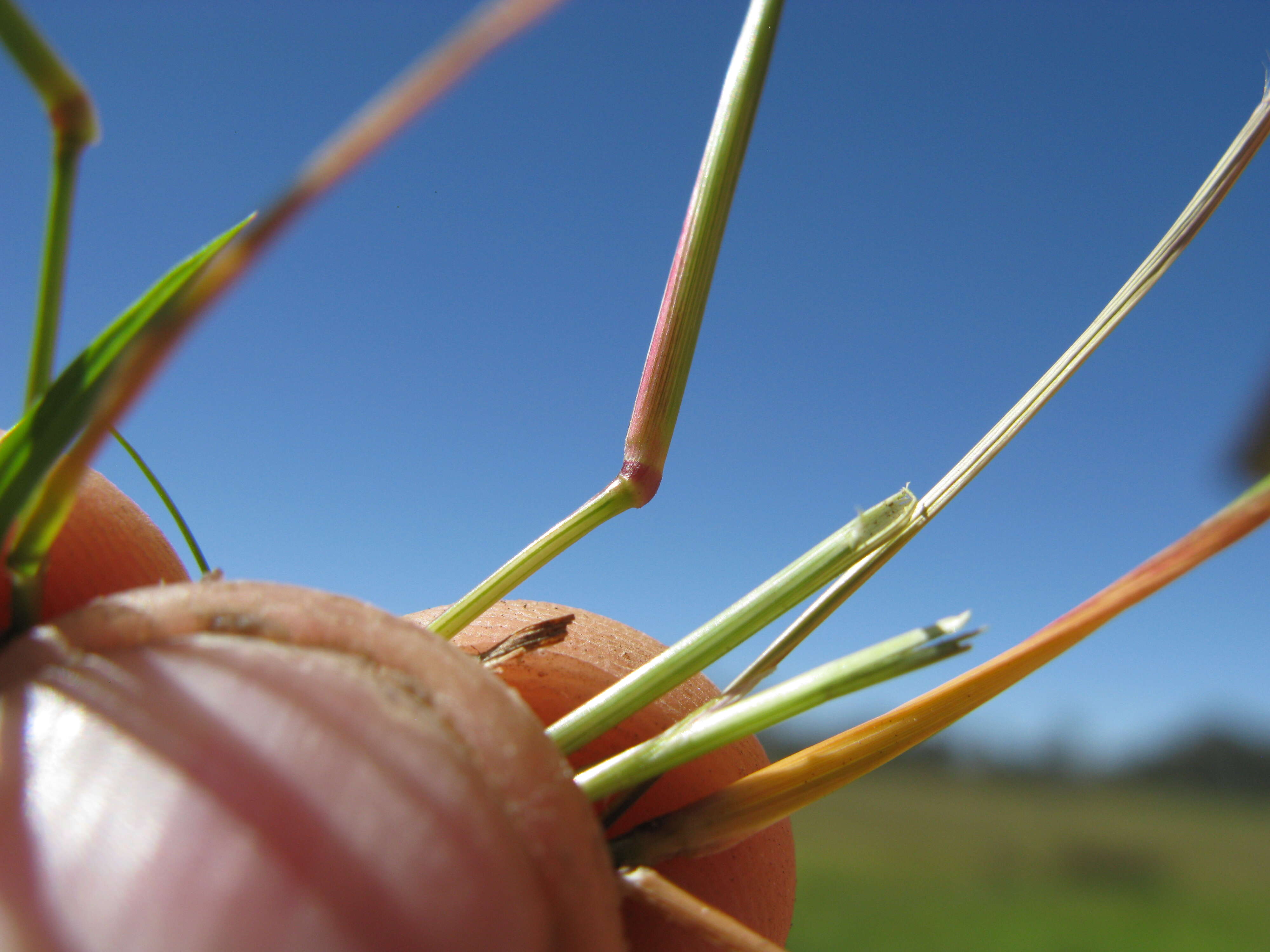 Image of Indian lovegrass