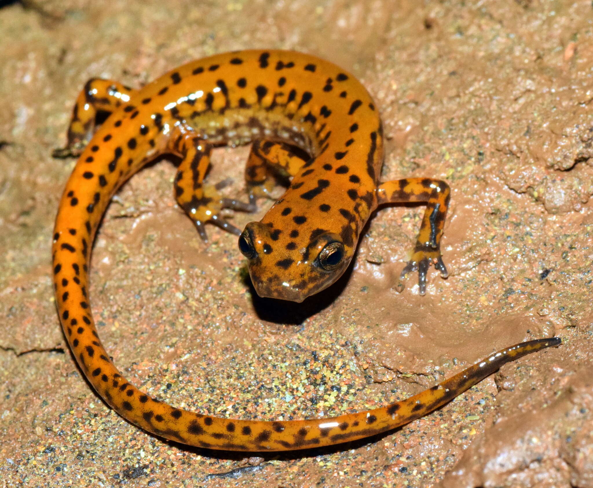 Image of Cave Salamander