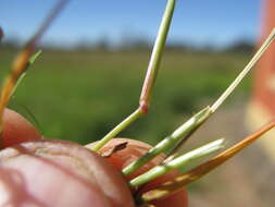 Image of Indian lovegrass