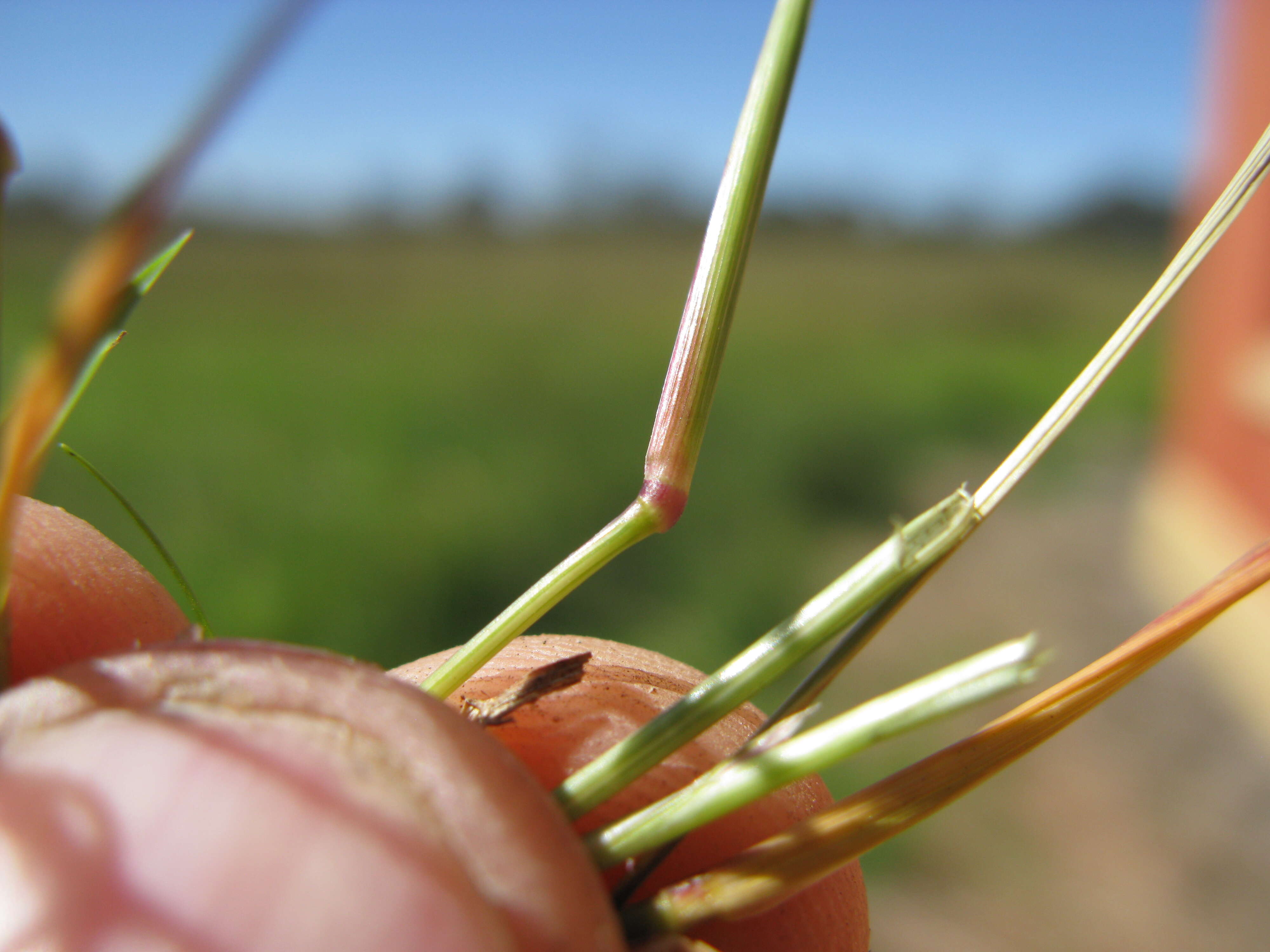 Image of Indian lovegrass