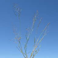 Image of Indian lovegrass