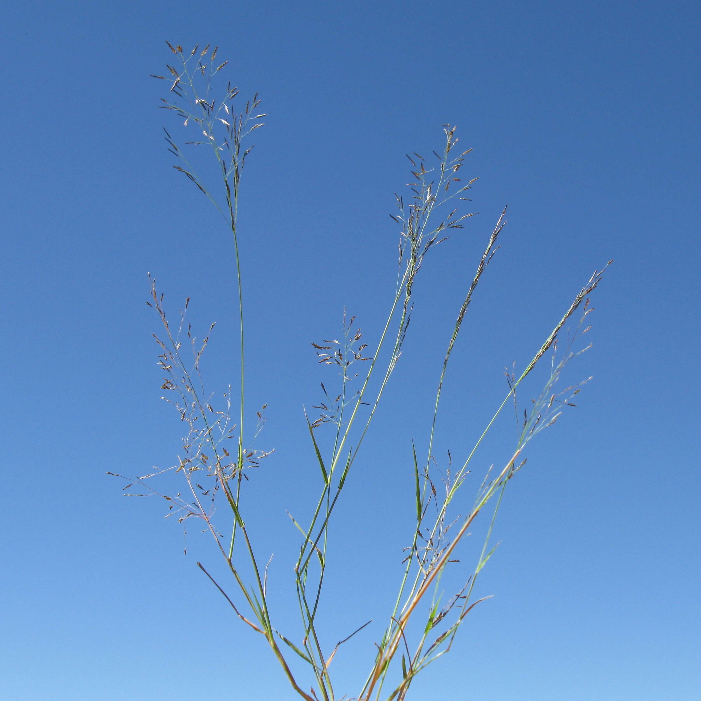 Image of Indian lovegrass