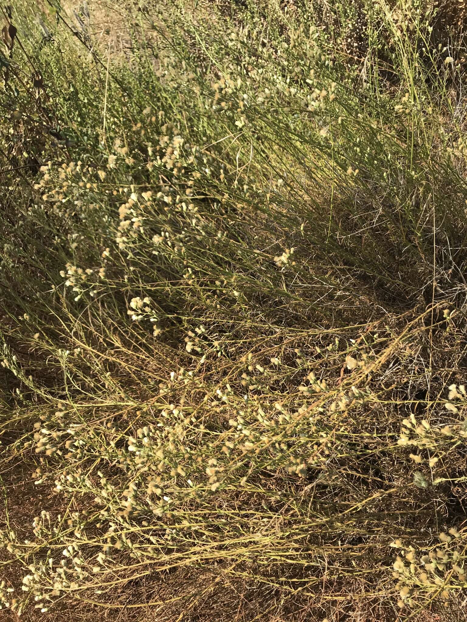 Image of Malibu baccharis