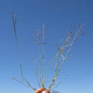 Image of Indian lovegrass