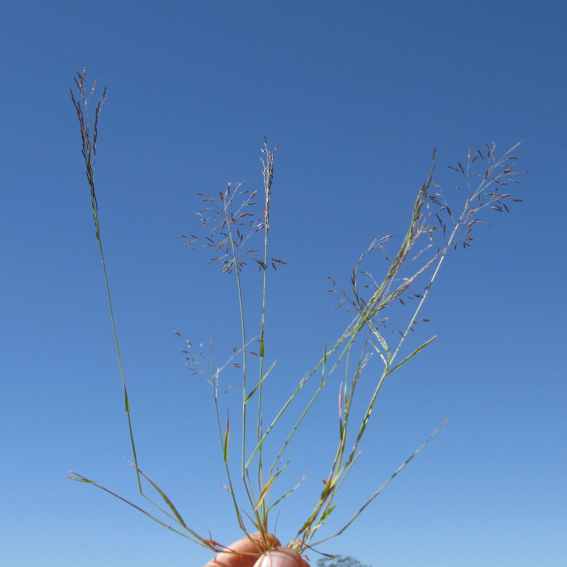 Image of Indian lovegrass