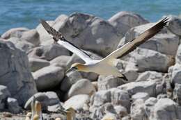 Image of Cape Gannet