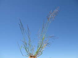 Image of Indian lovegrass