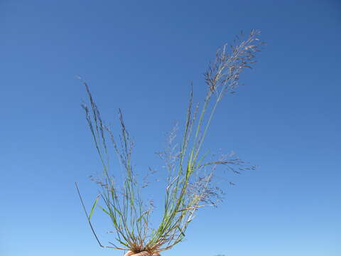 Image of Indian lovegrass