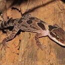 Image of Angled Forest Gecko