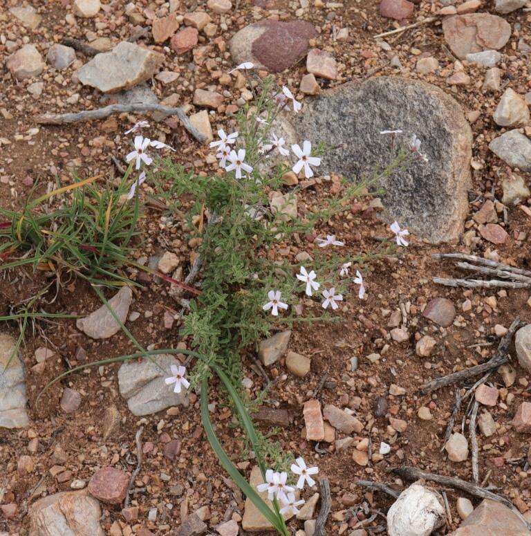 Image of Jamesbrittenia tortuosa (Benth.) O. M. Hilliard