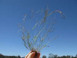 Image of Indian lovegrass