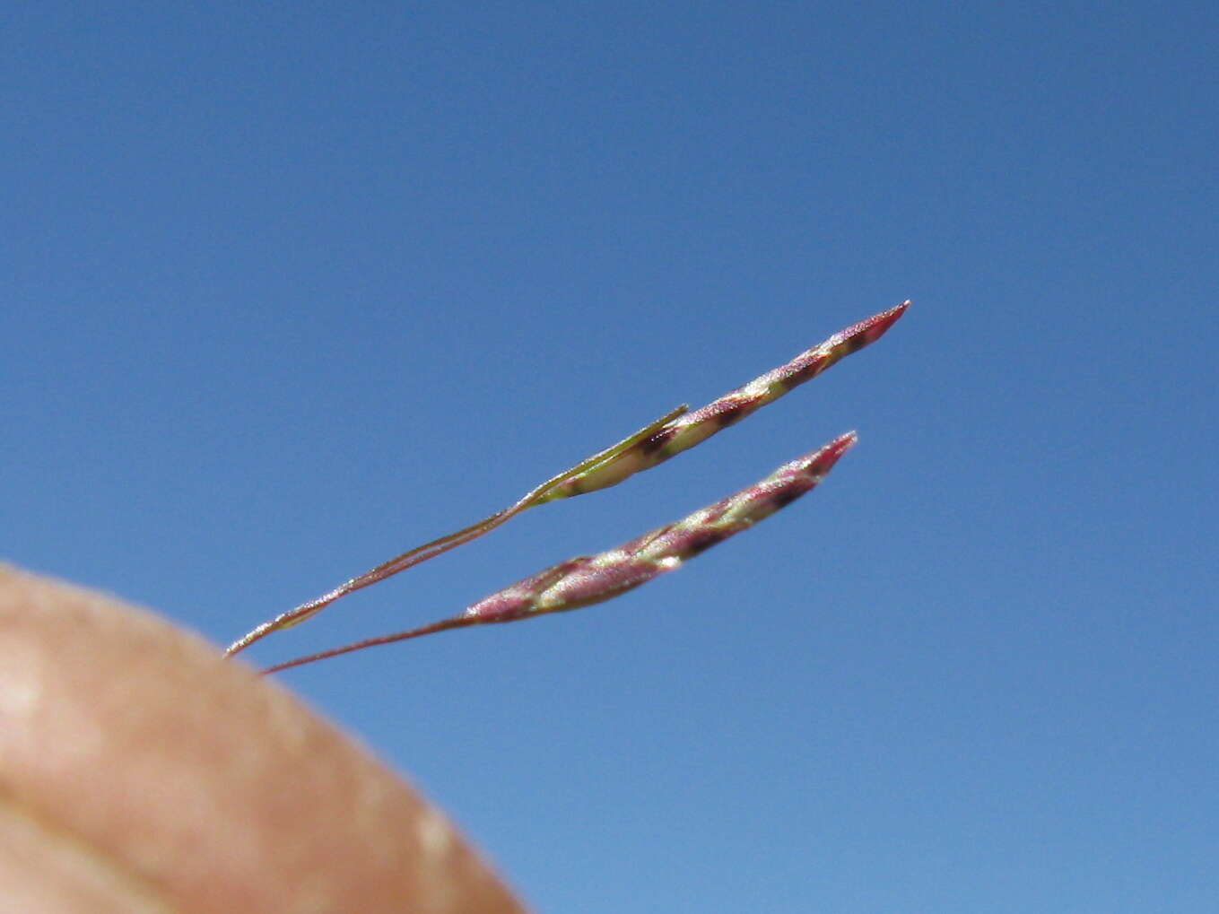 Image of Indian lovegrass