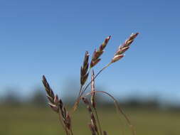 Image of Indian lovegrass