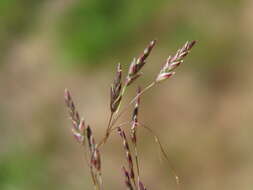 Image of Indian lovegrass