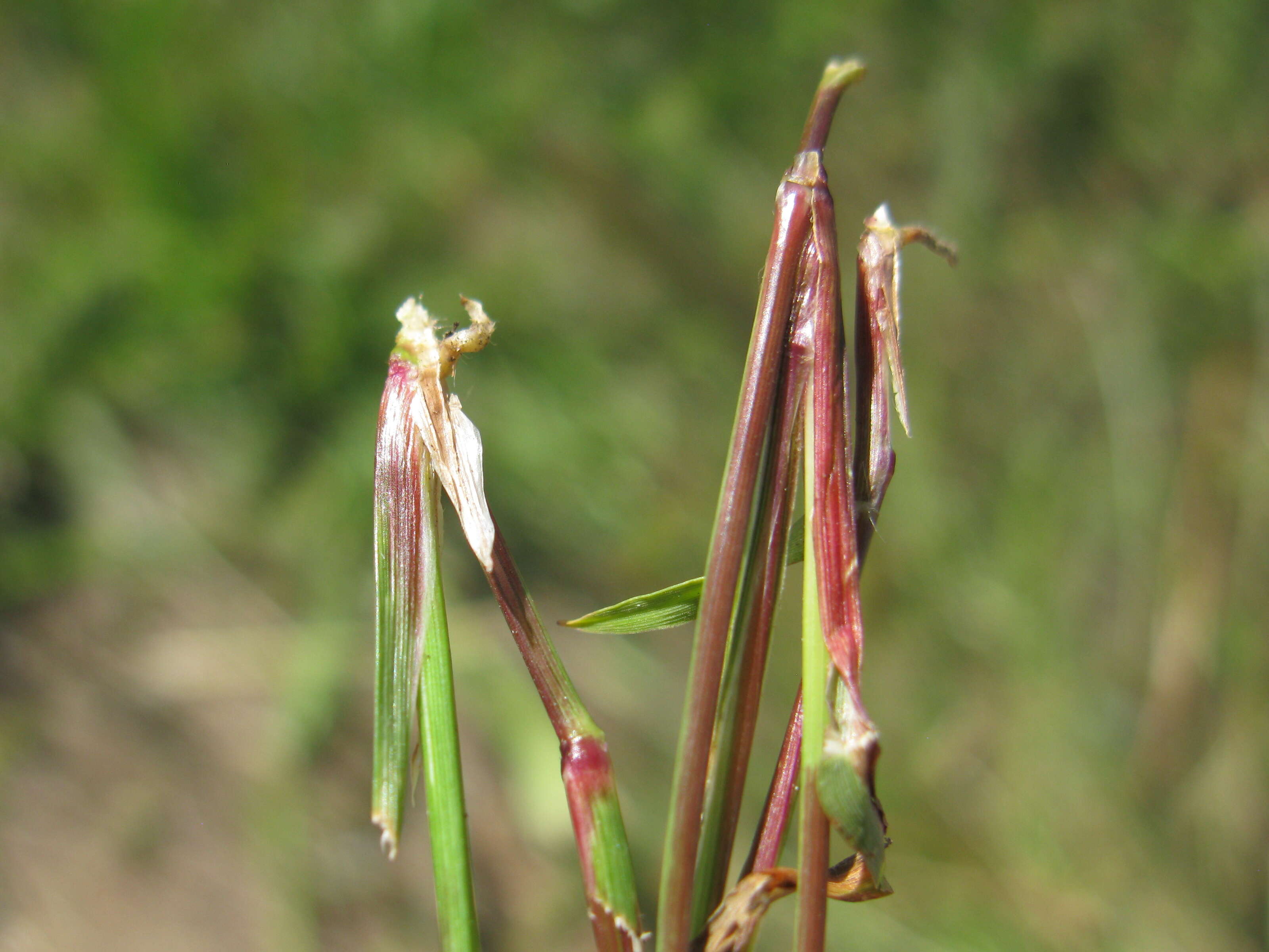 Image of Indian lovegrass