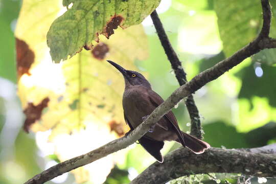 Image of Cinclocerthia ruficauda tremula (Lafresnaye 1843)