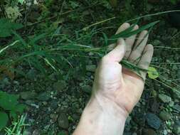 Imagem de Muhlenbergia tenuiflora (Willd.) Britton, Sterns & Poggenb.