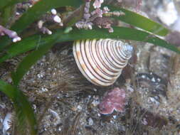 Image of Channeled Top Snail