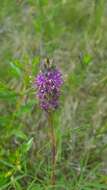 Plancia ëd Dalea gattingeri (A. Heller) Barneby