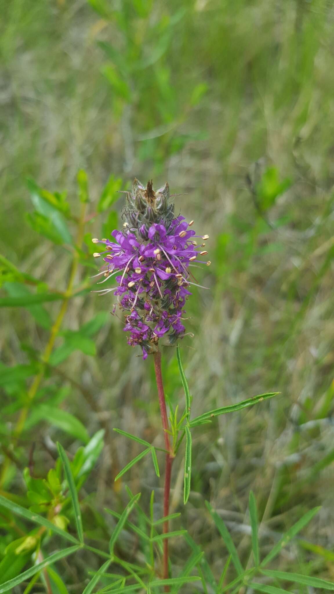 Plancia ëd Dalea gattingeri (A. Heller) Barneby