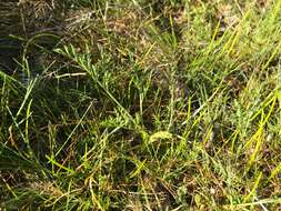 Imagem de Lomatium cookii J. S. Kagan