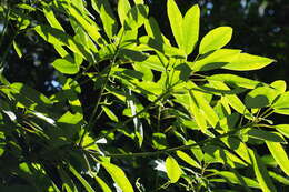 Image of Daphniphyllum teijsmannii Zoll. ex Kurz