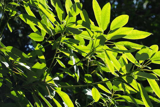 Daphniphyllum teijsmannii Zoll. ex Kurz resmi