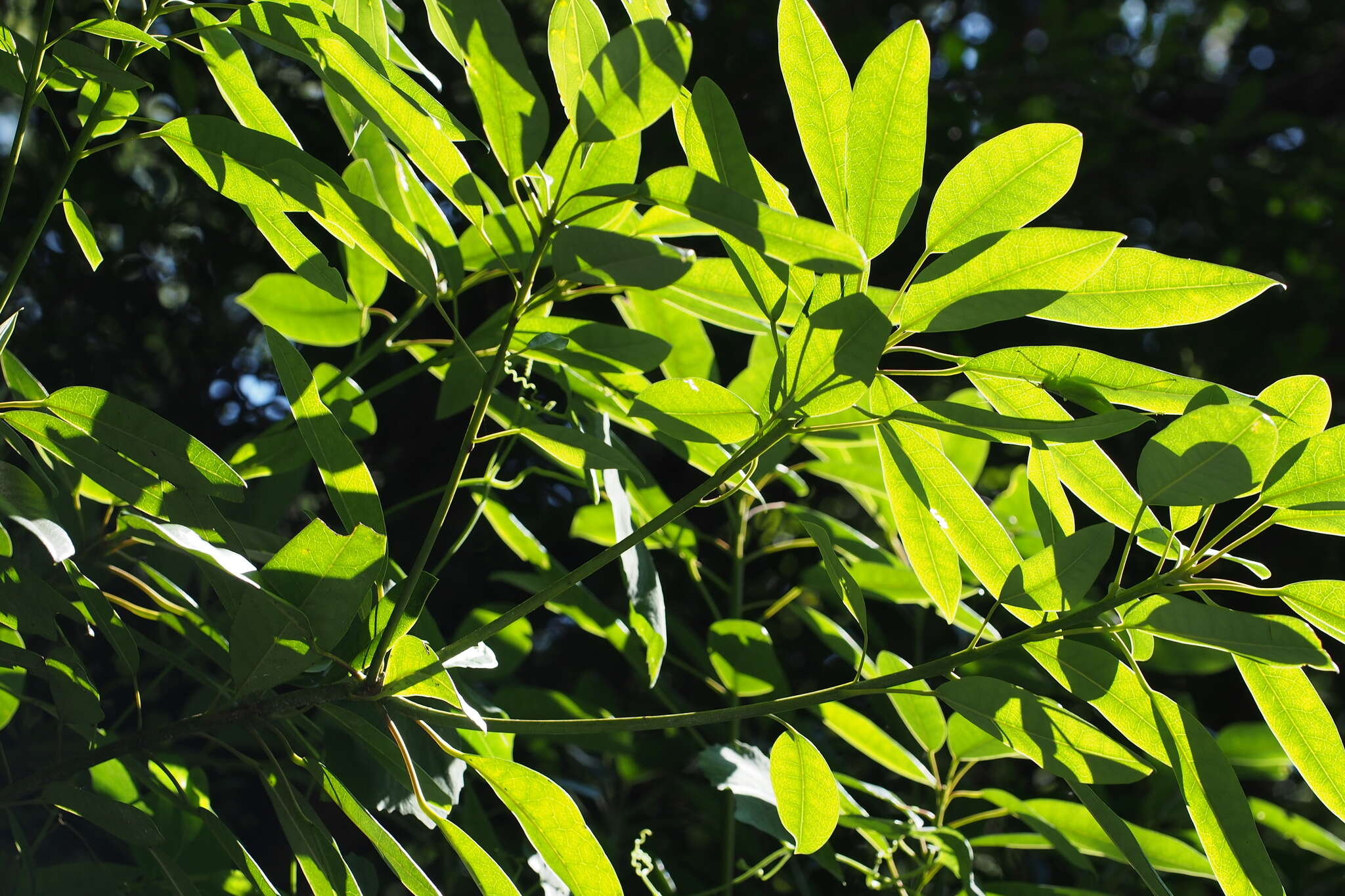 Daphniphyllum teijsmannii Zoll. ex Kurz resmi