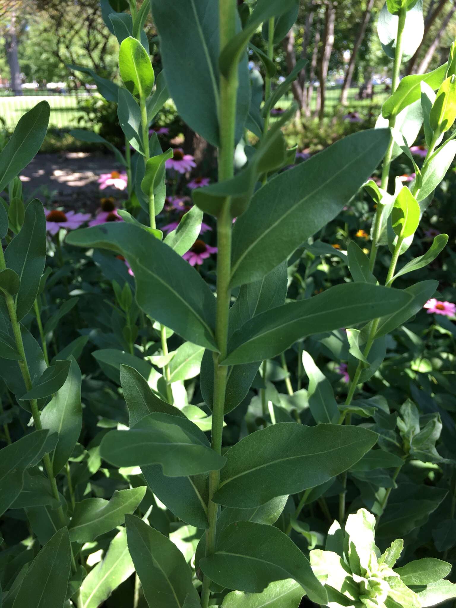 Слика од Solidago rigida L.