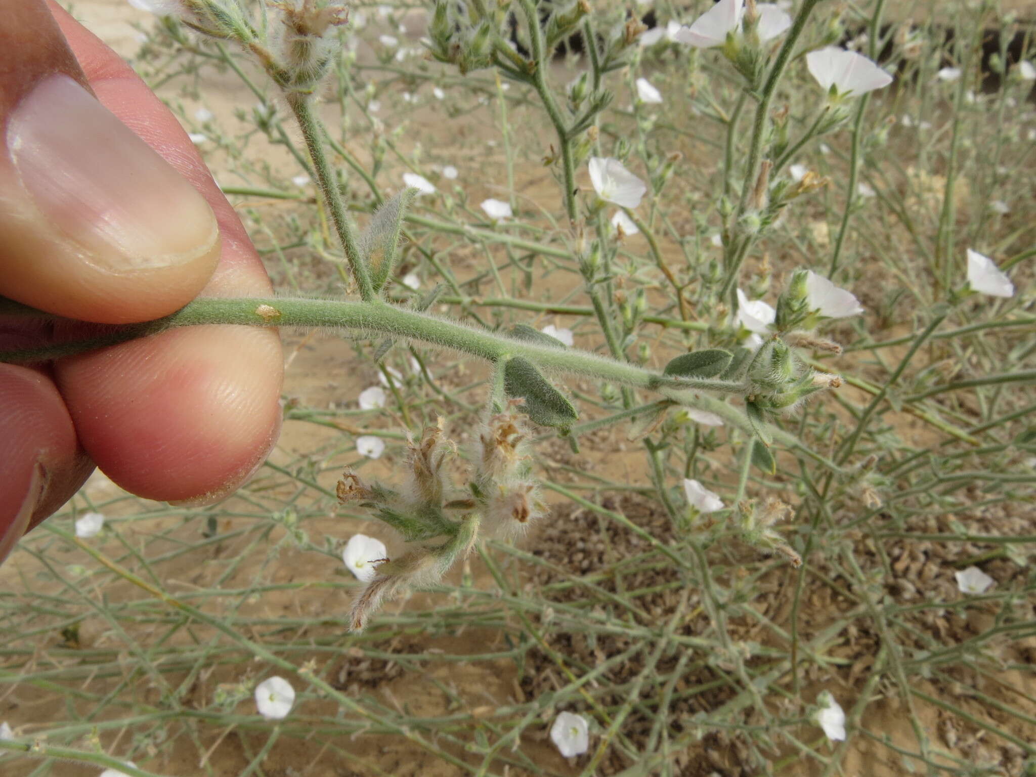 Imagem de Convolvulus prostratus Forsk.