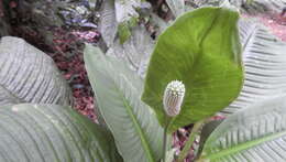 Image of Spathiphyllum cochlearispathum (Liebm.) Engl.