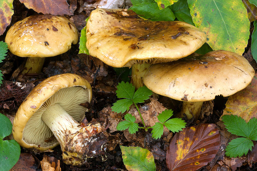 Image of Cortinarius citrinus J. E. Lange ex P. D. Orton 1960