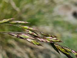 Image of Festuca varia Haenke