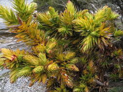 Image of Andersonia axilliflora (Stschegl.) Druce